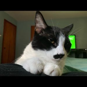 Meet your Posher, Samantha